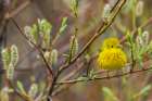 Yellow warbler pausing in the shelter of a willow bush, Alaska Art Print